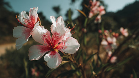 Delicate pink and white flowers in natural outdoor setting blooming beautifullyの素材