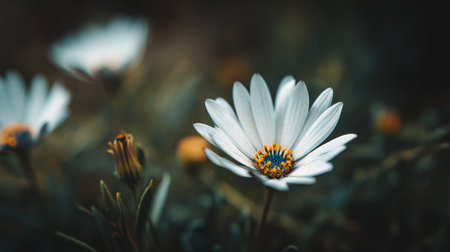 Elegant White African Daisy in Serene Natural Garden Settingの素材