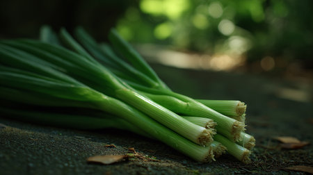 Fresh Spring Onions Displayed in Nature's Soft, Filtered Lightの素材