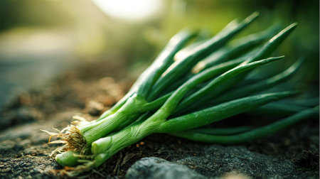 Fresh green onions bunch lying on weathered stone surface in sunlight.の素材
