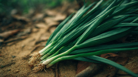 Freshly Harvested Green Onions Displayed on Rustic Ground for Culinary Creationsの素材