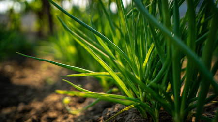 Fresh green onions growing in fertile soil on a sunny dayの素材