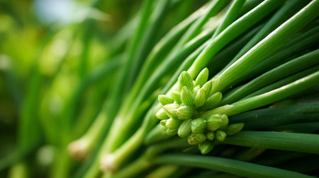 Vibrant Fresh Green Onions with Flower Buds Ready to Bloom Beautifullyの素材
