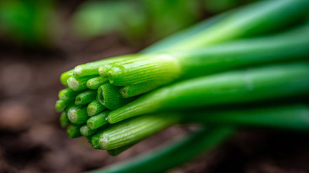 Freshly harvested vibrant green scallions, organic and healthy ingredients for cookingの素材