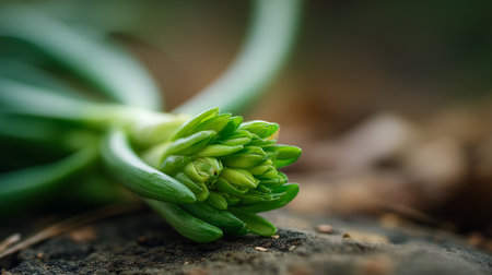 Emerging beauty: Intricate details of a hyacinth bulb ready to blossom.の素材