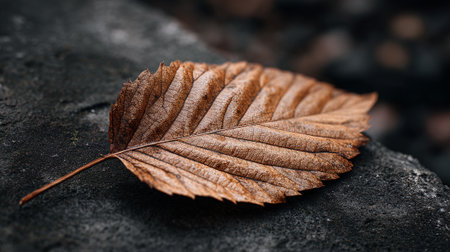 Delicate Fallen Leaf Displaying Detailed Texture on a Rough Stone Surfaceの素材