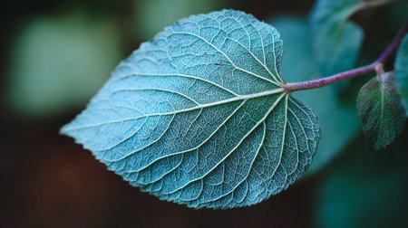 Detailed Teal Leaf Veins on a Purple Stem with Blurred Backgroundの素材