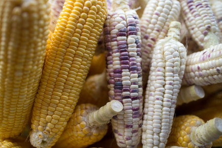 colorful cornの写真素材