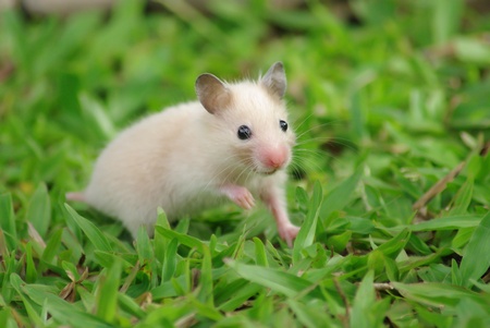 Hamster on grassの写真素材