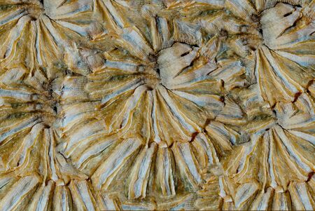 Dry fish food patternの写真素材