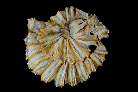 Dry fish asian foodの写真素材