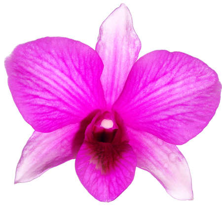 Orchidの写真素材