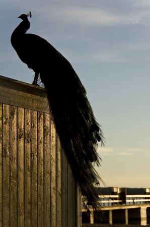 Peacock silhouetteの写真素材