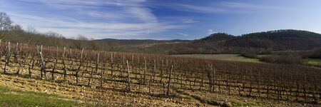 Vineyard in winter near Sienaの写真素材