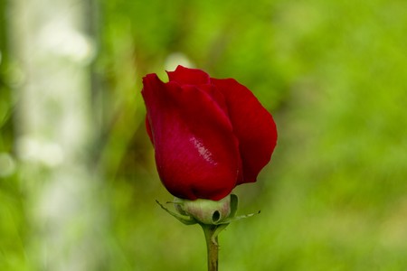 red roseの写真素材