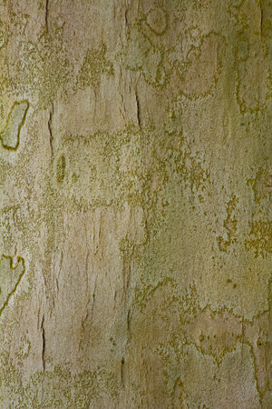 Cortex textureの写真素材