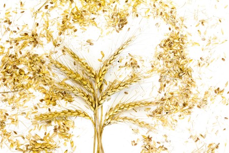 Background texture of harvested grain from a cornfield or grainfieldの写真素材