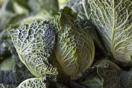 green savoy cabbage head shallow depth of fieldの写真素材