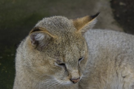 relaxed lynx in the zoo, shallow depth of fieldの写真素材