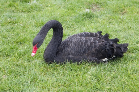 Black swan seating in the green grassの写真素材