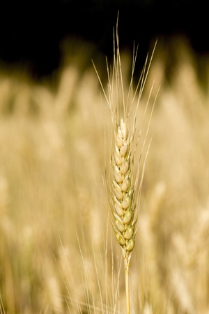 Golden wheat field before harvest.の写真素材