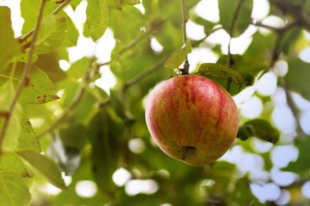 Red organic apple on the tree before green leavesの写真素材