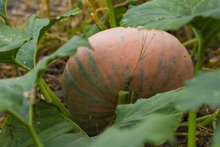 Big, orange coloured organic pumpkin in the fieldの写真素材