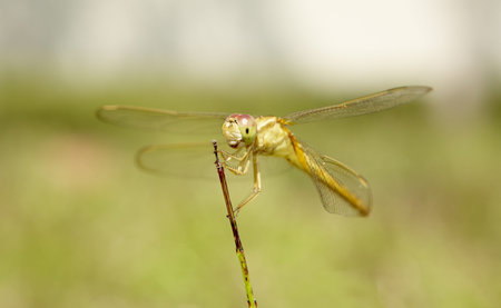 Dragonfly