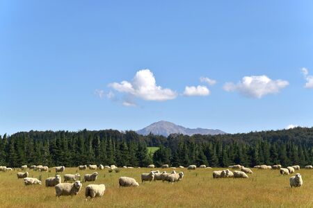 New Zealand landscape, a vast field with sheep.の写真素材