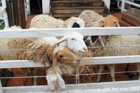 nicely Sheep feeding in thai style farm の写真素材