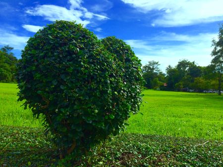 plant heart lawnの写真素材