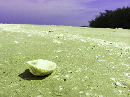 shell on sand beach