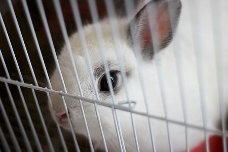 rabbit in cageの写真素材