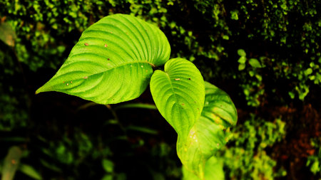 Leaf with mos