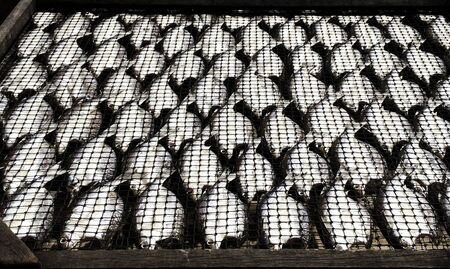 Fresh fishsの写真素材