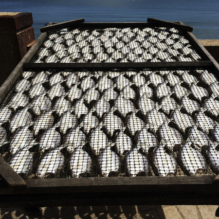 Fresh fishsの写真素材