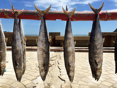 Fresh raw Fishsの写真素材