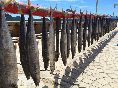 Fresh raw Fishsの写真素材