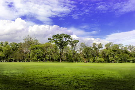 Beautiful park tree in the park, Bangkok Thailandの写真素材