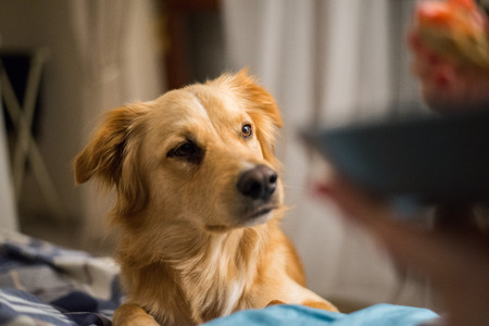 Hungry dogの写真素材