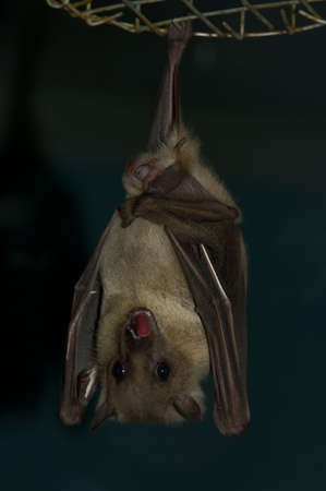 the hanging night bat showing one's - chiropter animalの写真素材