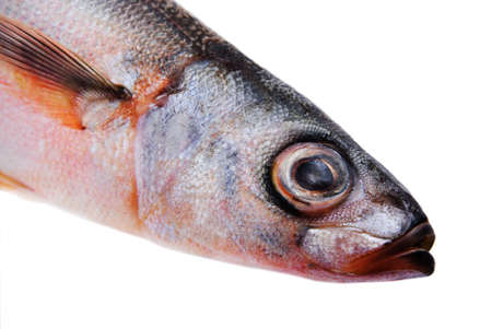 Sea grouper fish - Emmelichthys nitides(lat.) - isolated on white background.の写真素材
