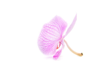 one rosy beautiful home orchid isolated on white backgroundの写真素材