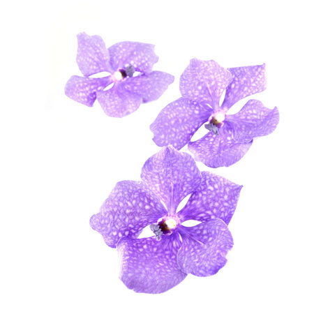 three blue orchids branch isolated on white background