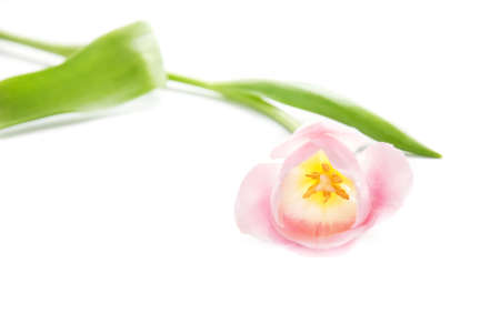Pink tulip with two leaves and yellow middle isolated on white backgroundの写真素材