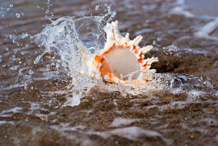 seashell on beach in water splashes - sea backgroundの写真素材