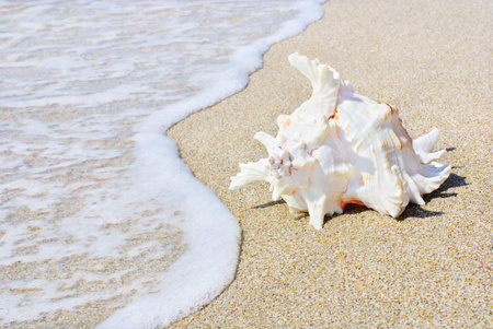 sea background with seashell on the clean sandy beach against waves
