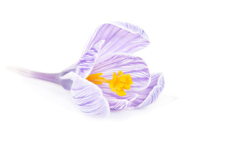 one spring crocus flower isolated white backgroundの写真素材