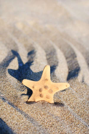 sea-star on rippled sand beach - summer holidays conceptの写真素材