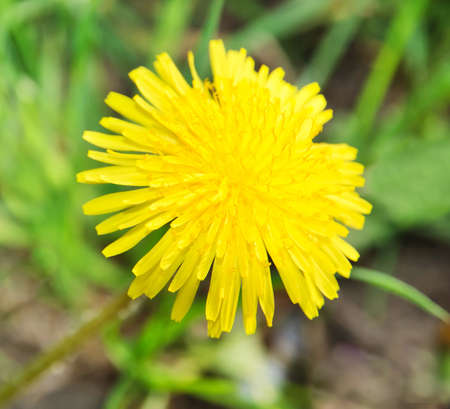 dandelionの写真素材